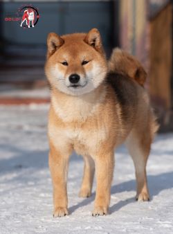 picture of dog