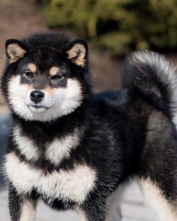 picture of dog