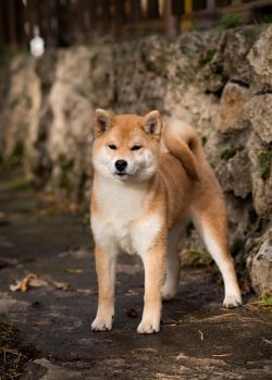 picture of dog