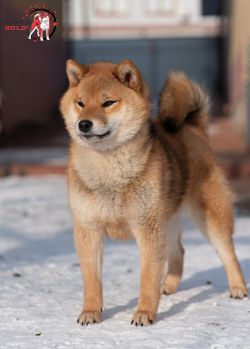 picture of dog