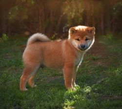 picture of dog