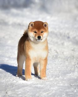 picture of dog