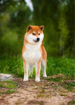 picture of dog