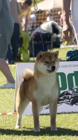 picture of dog
