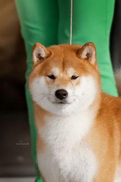 picture of dog