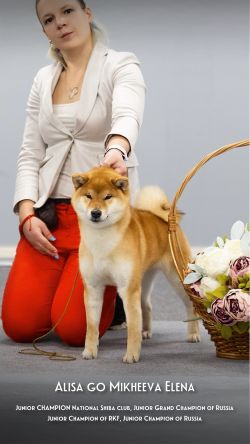 picture of dog