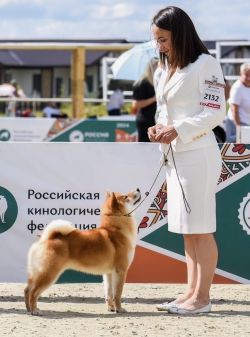 picture of dog