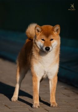 picture of dog