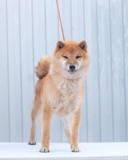 picture of dog