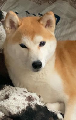 picture of dog