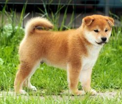 picture of dog