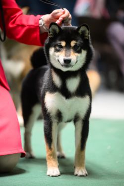 picture of dog