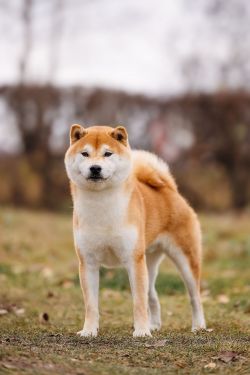 picture of dog