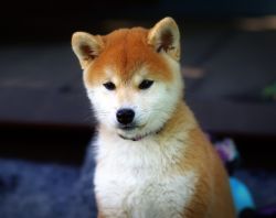 picture of dog