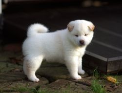 picture of dog
