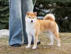 picture of dog