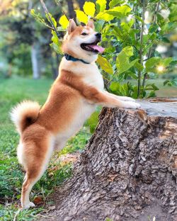 picture of dog