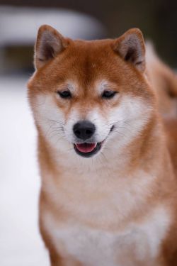 picture of dog