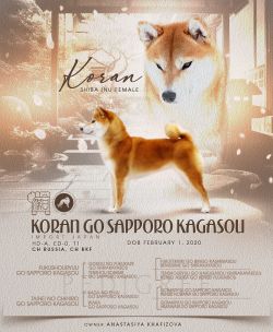 picture of dog