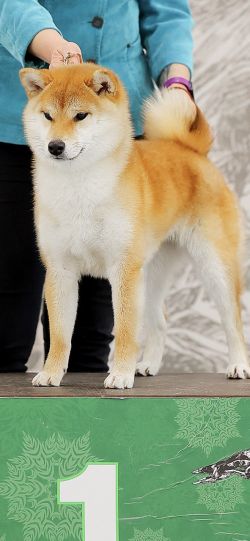 picture of dog