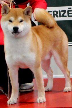 picture of dog