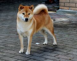 picture of dog