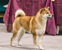 picture of dog