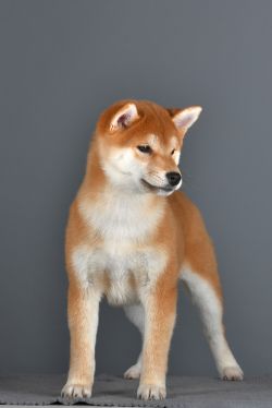 picture of dog