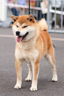 picture of dog