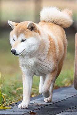 picture of dog