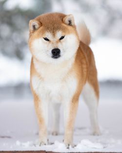 picture of dog
