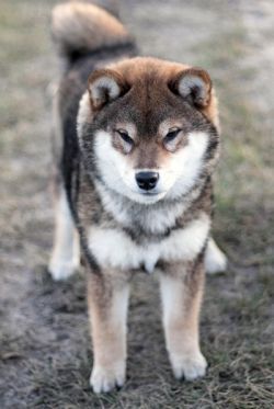 picture of dog