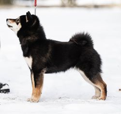 picture of dog