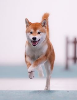 picture of dog