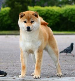 picture of dog