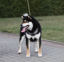 picture of dog