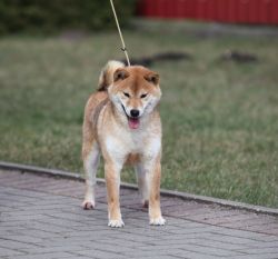 picture of dog