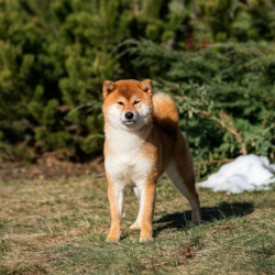 picture of dog