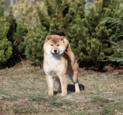 picture of dog