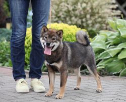 picture of dog