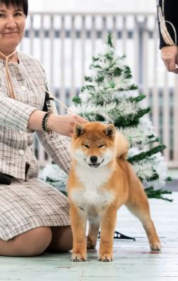 picture of dog