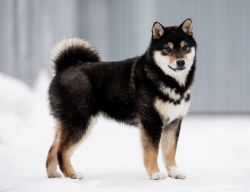 picture of dog