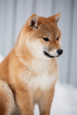 picture of dog