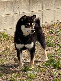 picture of dog