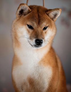 picture of dog