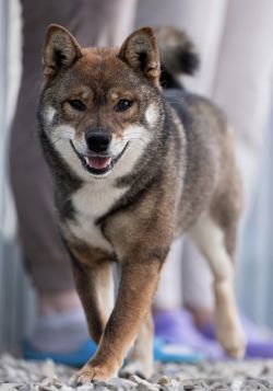picture of dog