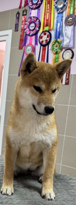 picture of dog