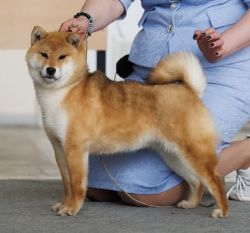picture of dog