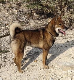 picture of dog