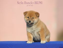 picture of dog
